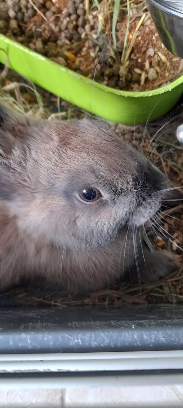 Rabbits, aquarium fish, and chocolate crepes in close-up