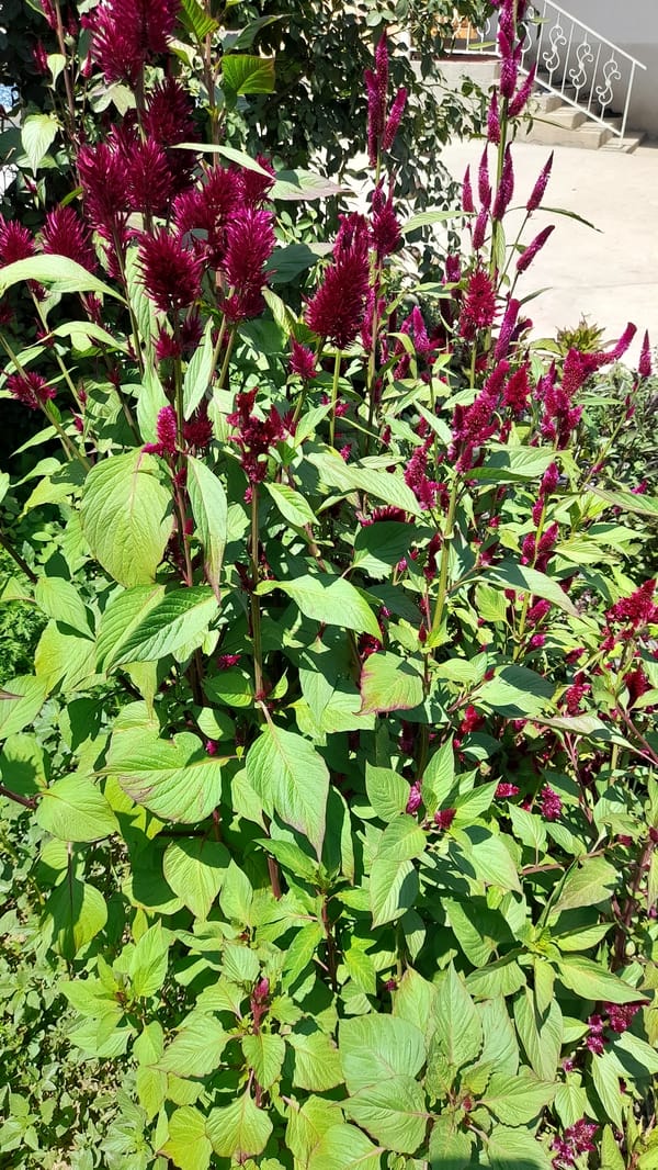 Garden plants, poolside scenes, and textile displays with a tally counter