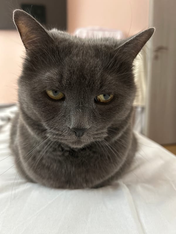 Gray cat spotted in multiple indoor locations in Veliko Tarnovo