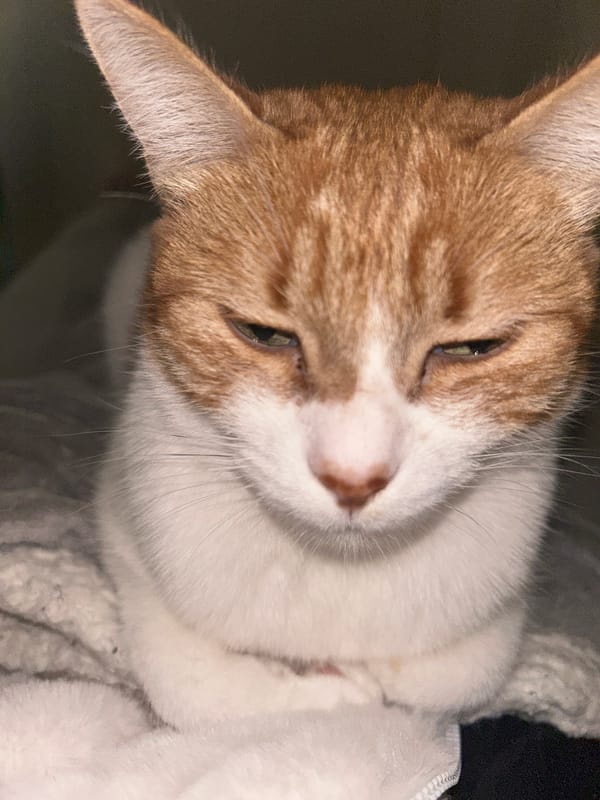 Orange cat enjoys afternoon petting session in Buenos Aires