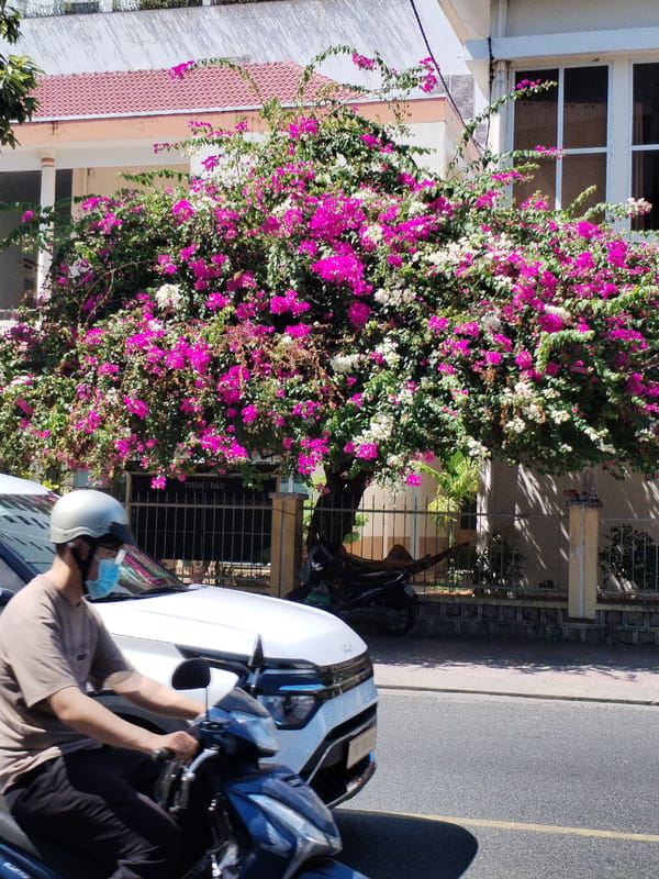 Early morning street life captured across Nha Trang Ward