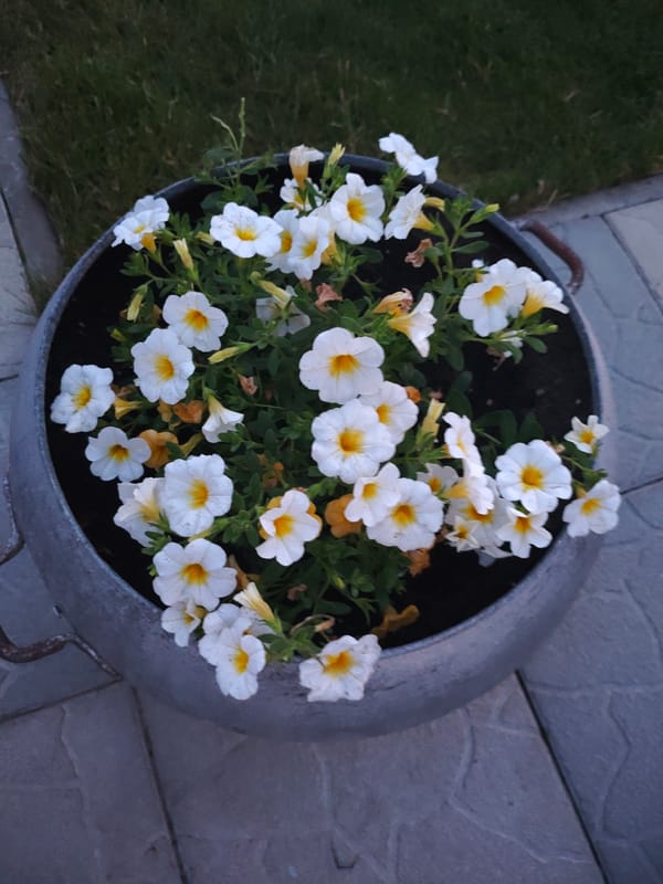 A residential garden in Skidzieĺ, full of summer bloom