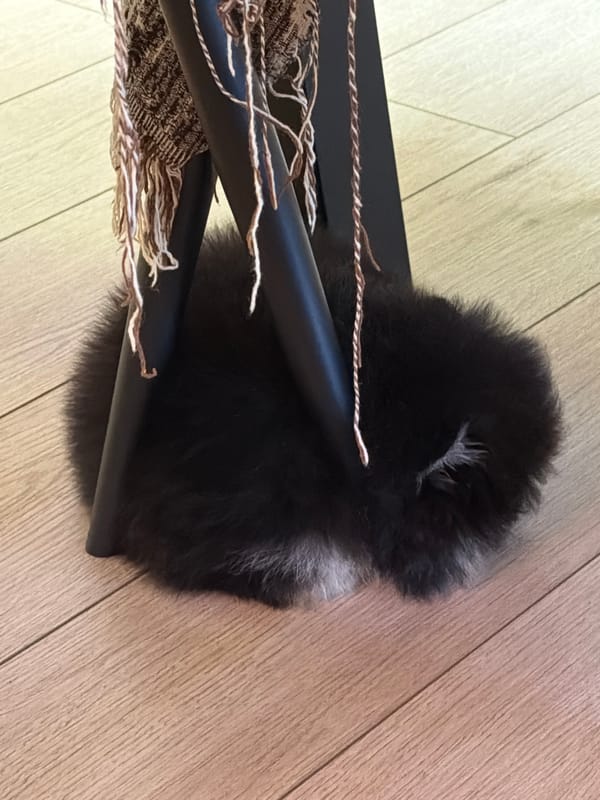 Pomeranian puppy and morning electrolyte drink captured in Bulgaria home
