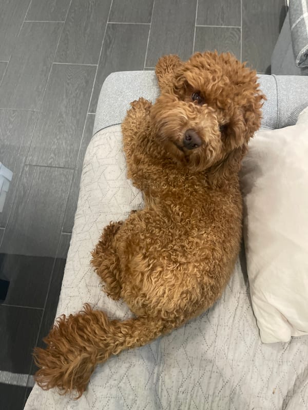 Poodle puppy's lazy afternoon, plus a few random still lifes