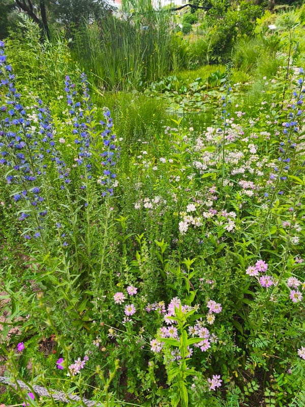Erlangen's Orangerie park in full summer bloom