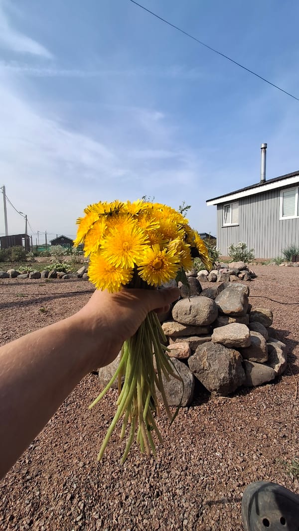 Woman gardens and gathers dandelions in Kempelevo, Russia