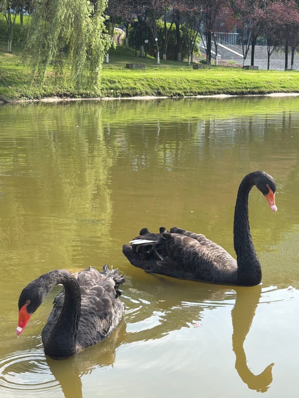 Black swans on a park pond in Jiangjin, China