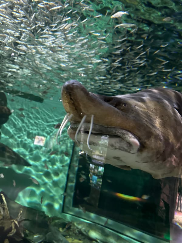 Exploring Primorsky Aquarium's fish tanks and Arctic exhibits