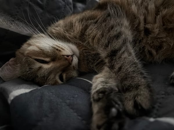 Tabby cat sleeps peacefully on quilted blanket in Murino