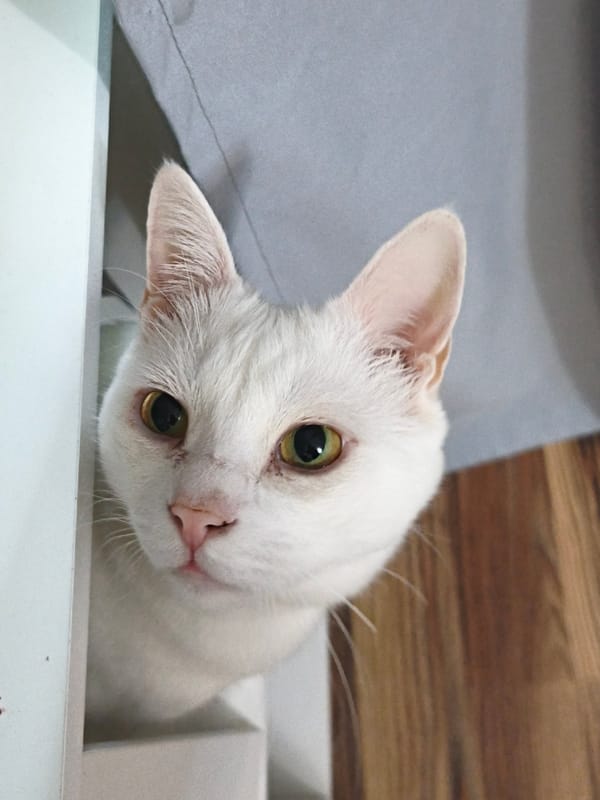 White cat's afternoon activities documented in Sevastopol home