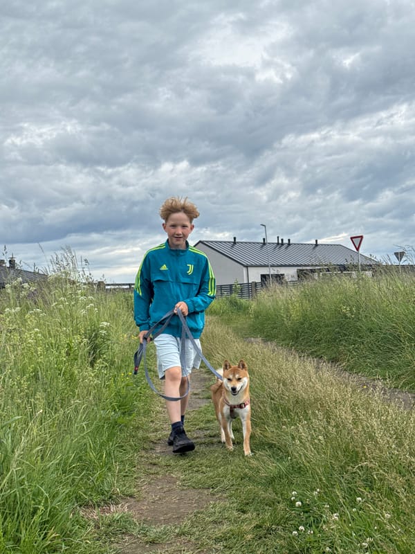 Afternoon walk with a Shiba Inu through blooming Carnikava countryside