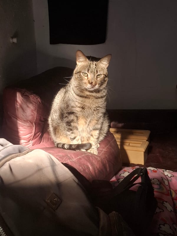 Tabby cat observed on couch in Wilde, Argentina
