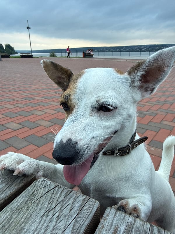 Jack Russell Terrier explores Lysva's riverside promenade