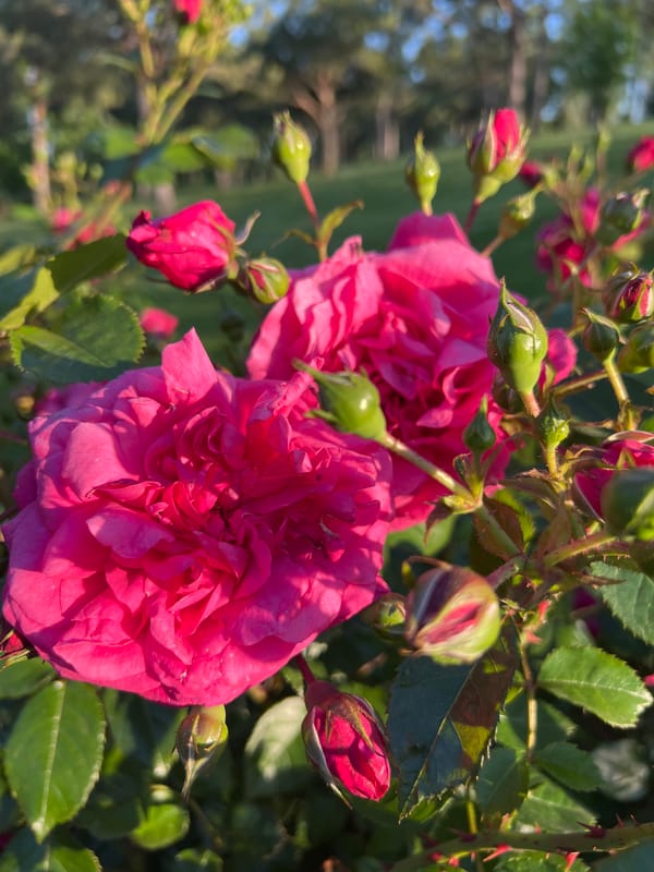 Spring roses bloom in Krasnodar park gardens