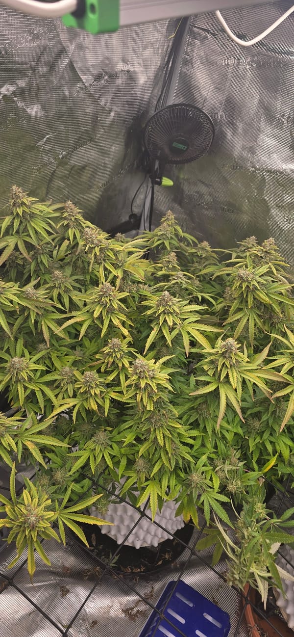 Indoor cannabis grow operation documented in Kahla, Germany