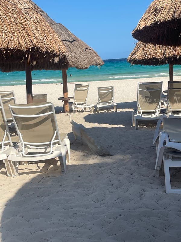 White peacock strolls through Playa del Carmen beach chairs