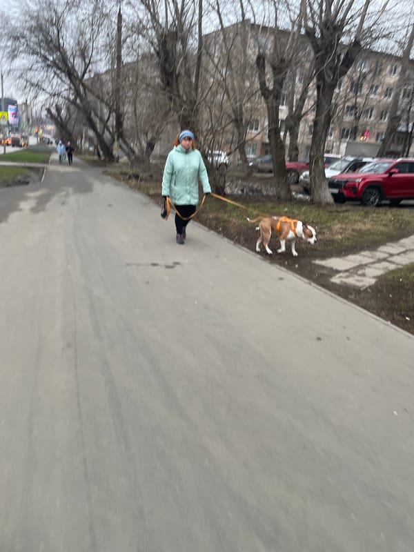 Woman walks harnessed dog on sidewalk in Izhevsk