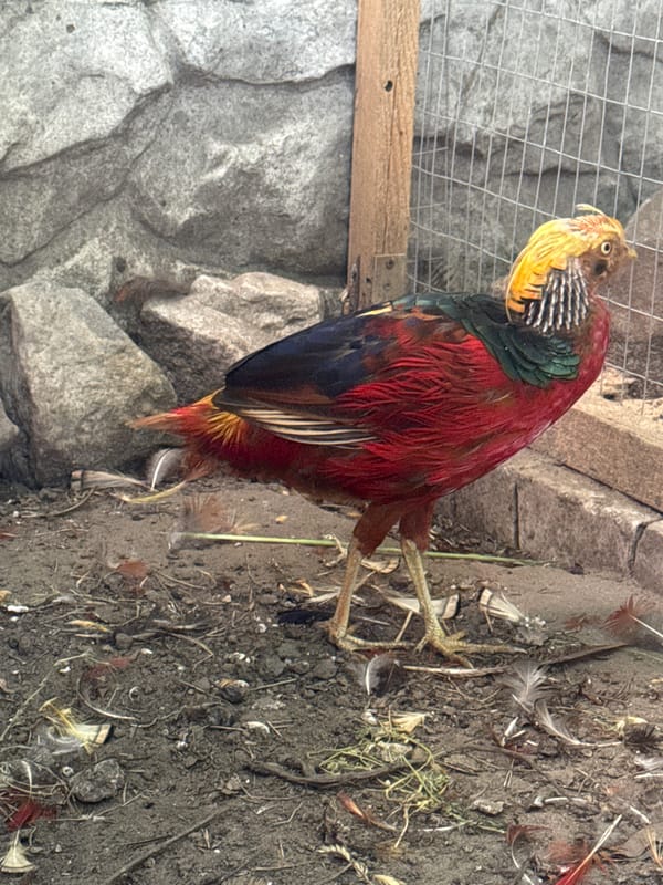Golden pheasant and chick at a small enclosure in Heniivka
