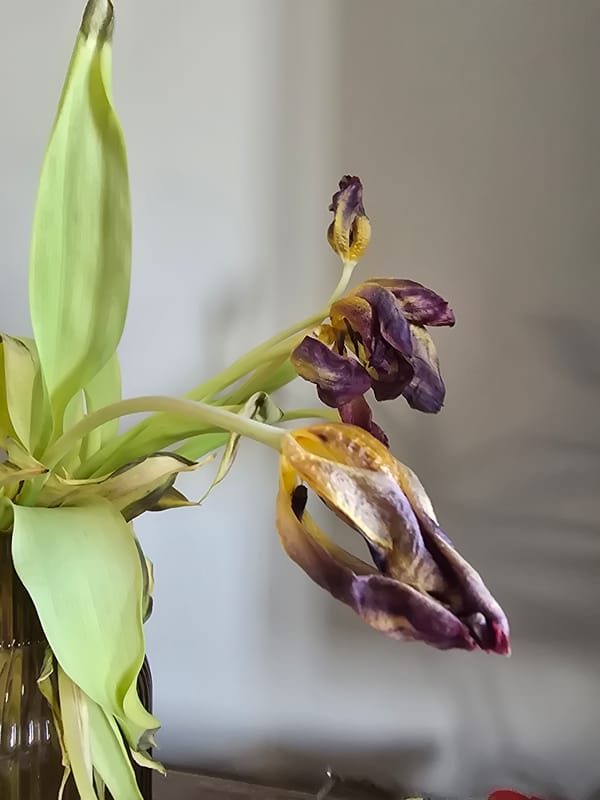 Wilting tulips observed in indoor vase display