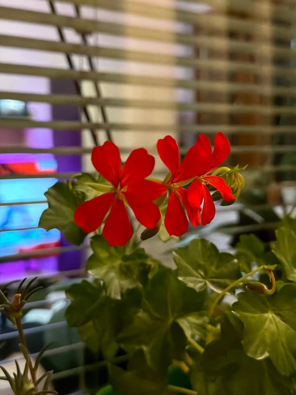 Cozy home corners, plants, and string lights in Lovech