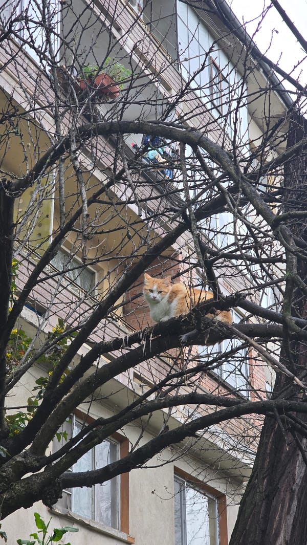 Cat hangs upside down from tree in Bulgaria