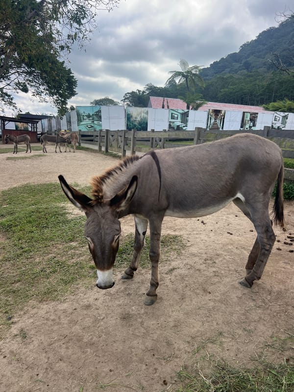 Donkeys and a quirky statue at a Sukasada attraction