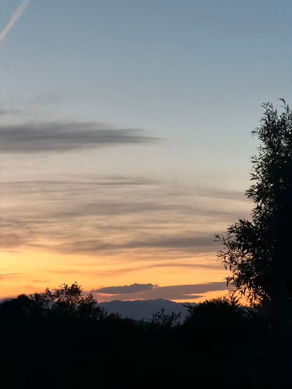 White kitten spotted in pet carrier during Montenegro sunset