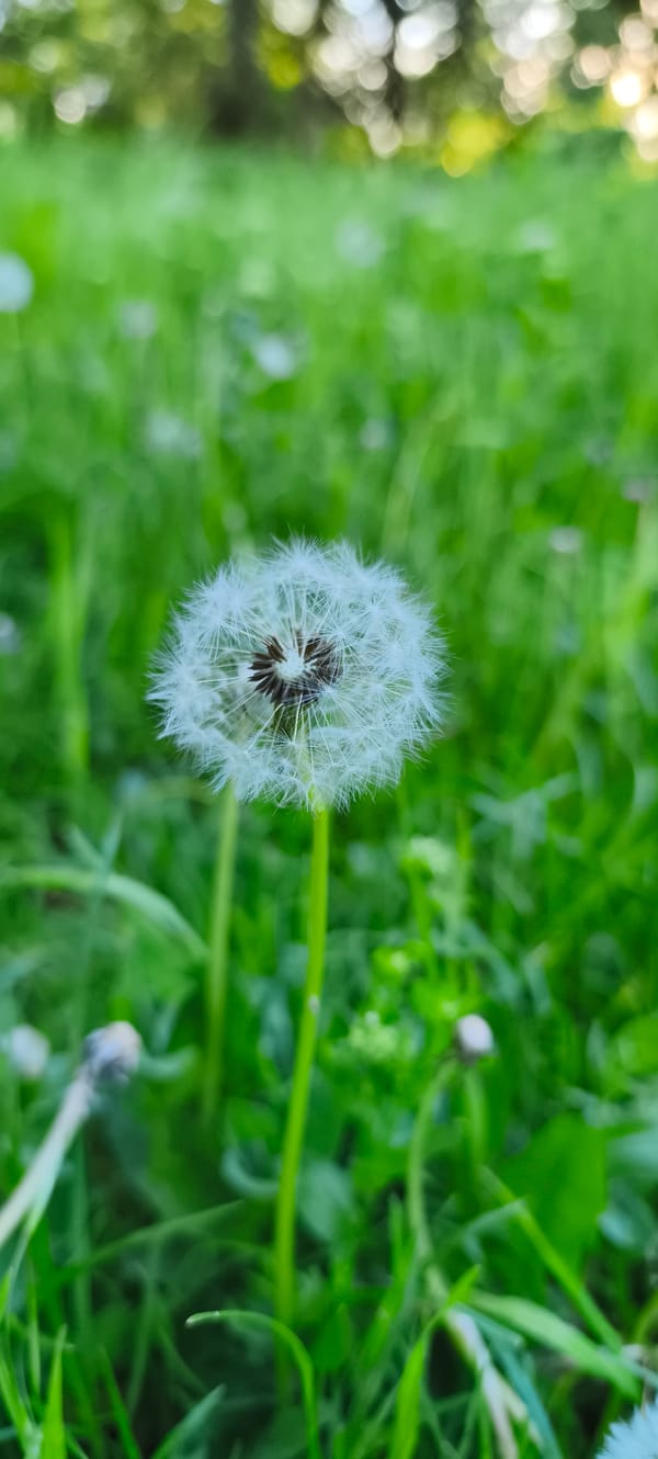 Spring flora documented across Tiraspol, Moldova in brief afternoon survey