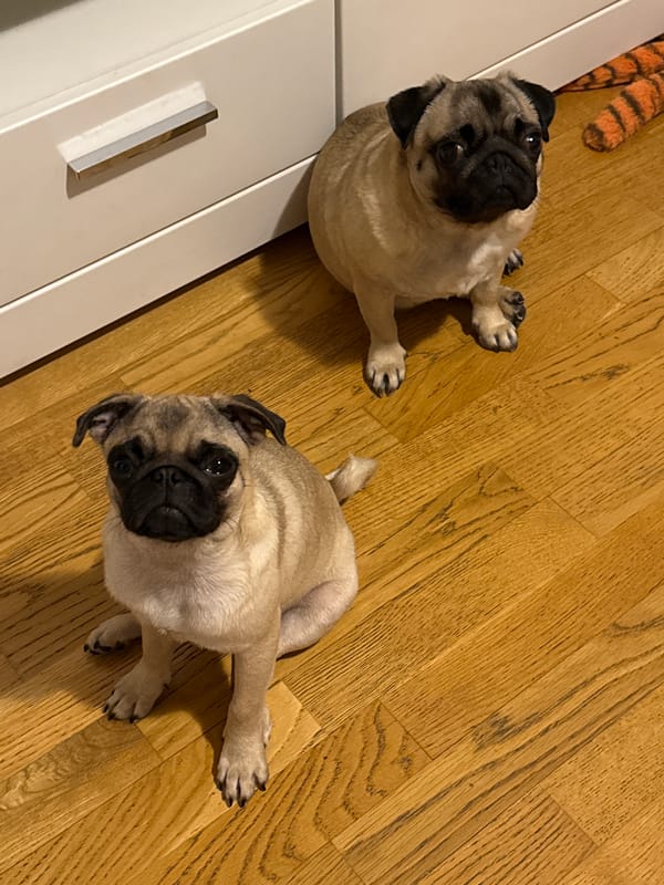 Pugs relaxing on plaid bedding captured in evening memories