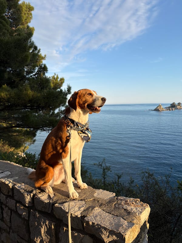 Dog walker spotted on coastal path in Petrovac, Montenegro