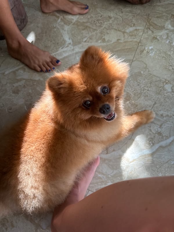 Hanging out with a Pomeranian in Nha Trang