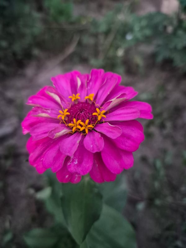 Garden flowers, roaming cats, and a casual outdoor gathering