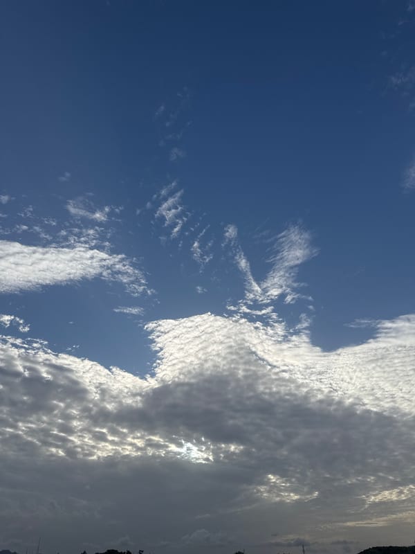 Sky-gazing session captures clouds, a flower, and a bee