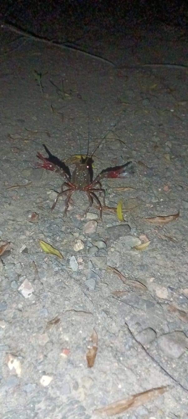 Crayfish spotted moving across gravel surface in Clarksville
