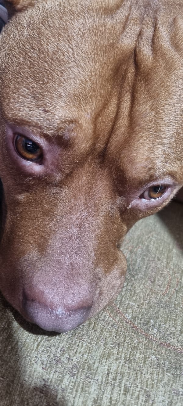 Dog rests on couch during quiet afternoon indoors