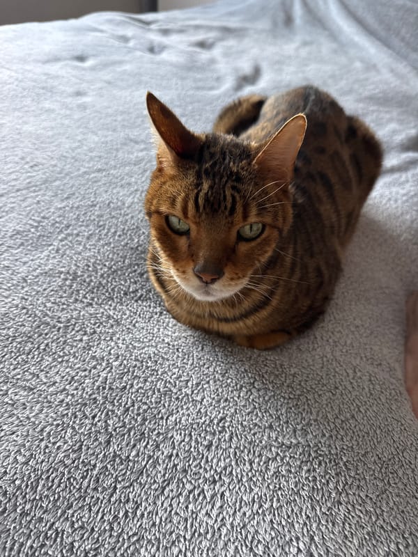 Tabby cat observed lounging on couch during Saturday morning
