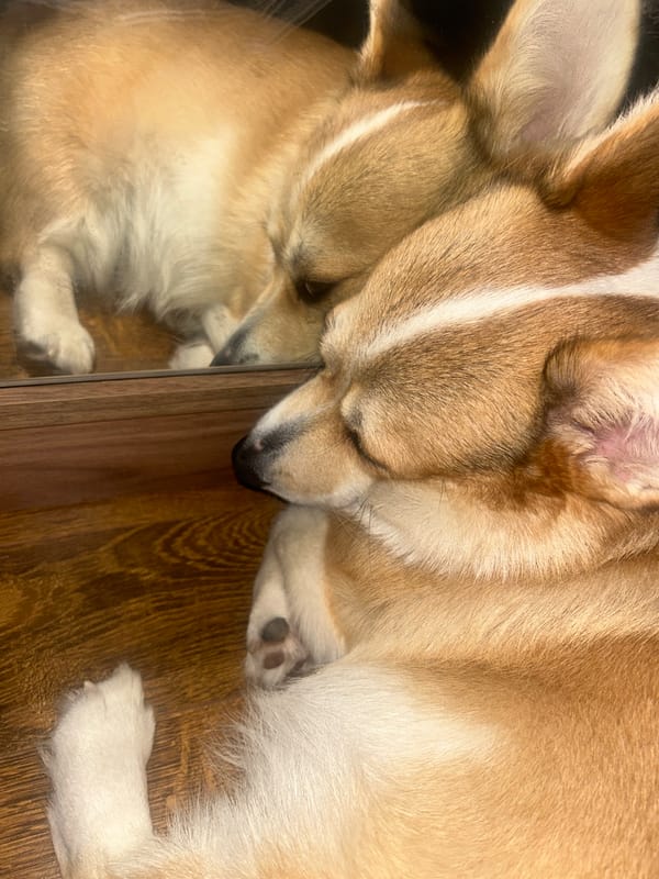 Sleeping corgi photographed with reflection in Sofia