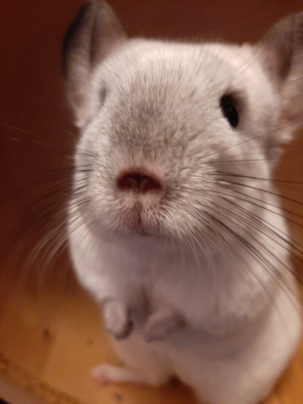 White chinchilla living its life in a Kolpino cage