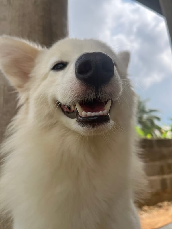 White dog photographed in playful poses in Ikot Ekpene