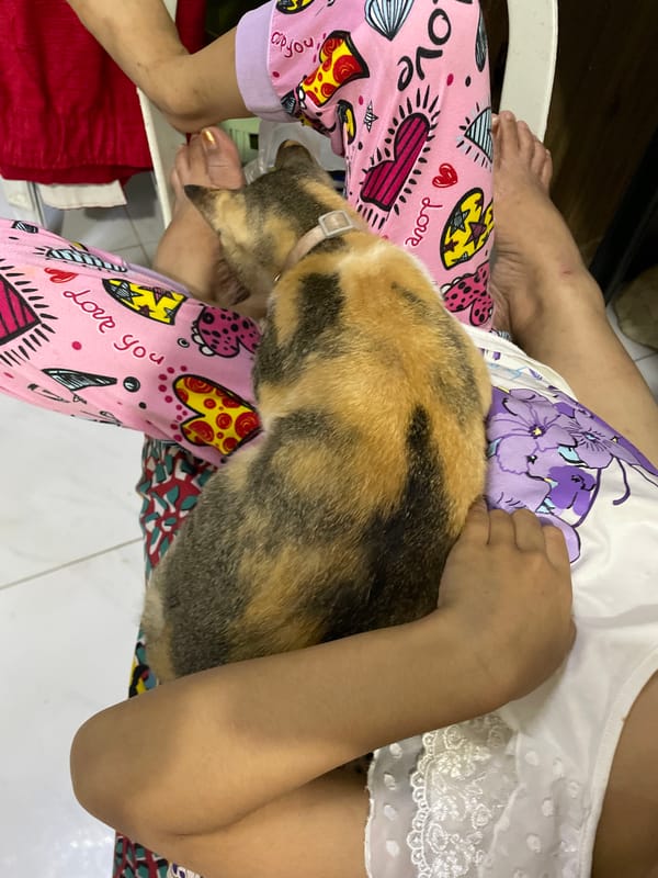 Quiet morning with cats and family in Davao City