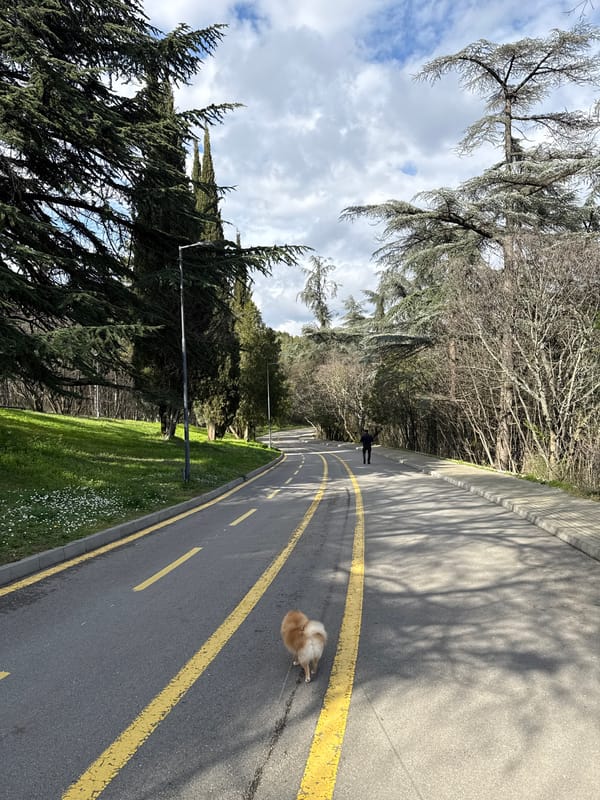 Small dog spotted on tree-lined road in Stara Zagora