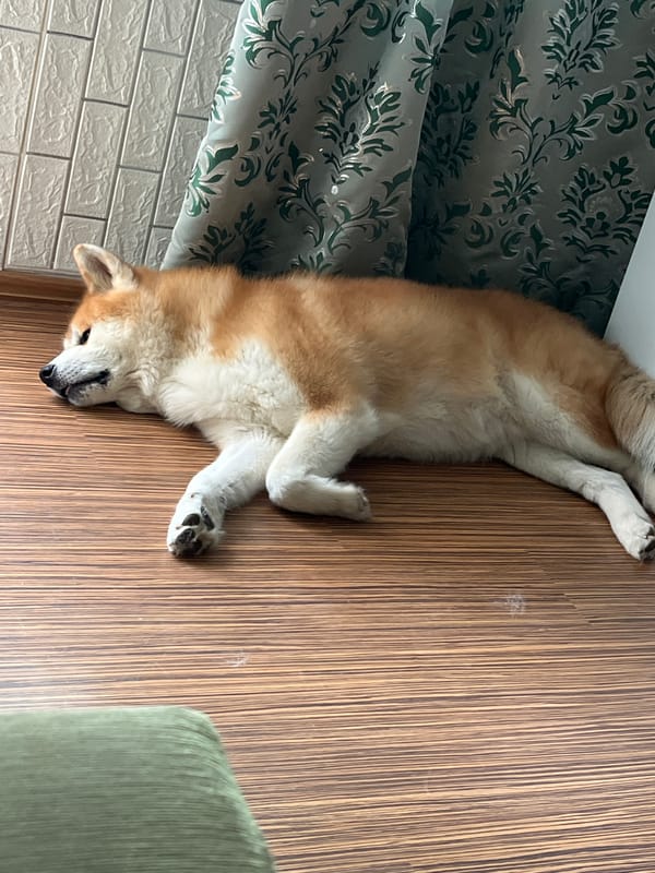 Morning moments with sleeping dog in Minsk apartment