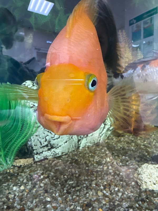 Aquarium fish display documented in Perm, Russia