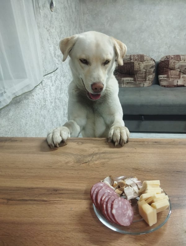Dog and cat share domestic moment in Russian home