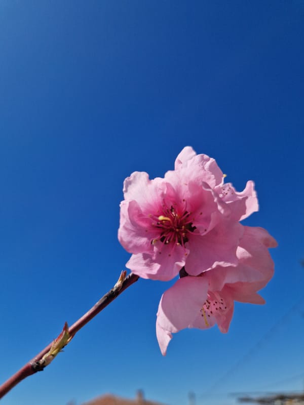 Spring bloom documented in Stryama, Bulgaria