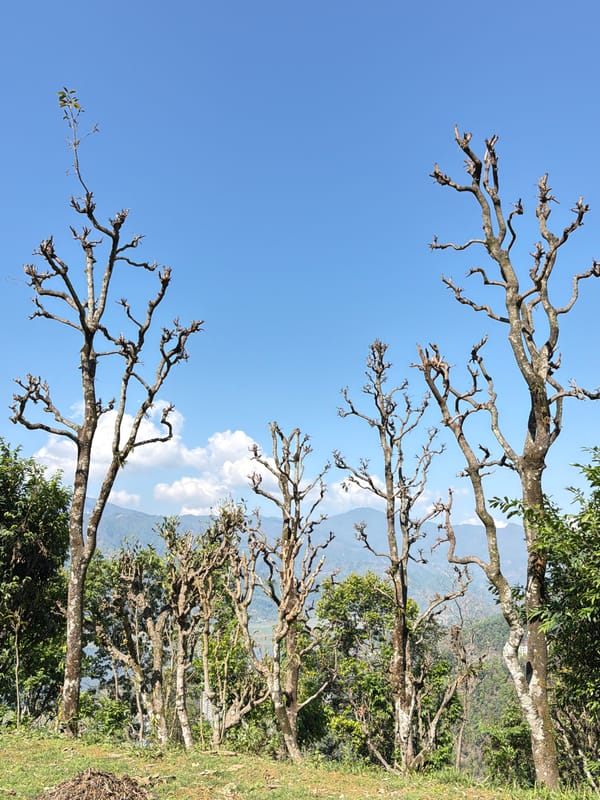Spring landscape documented in Pokhara with mountains visible