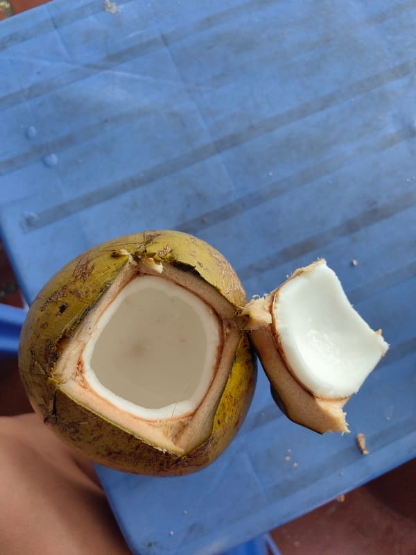 Woman drinks fresh coconut water in Vietnam morning