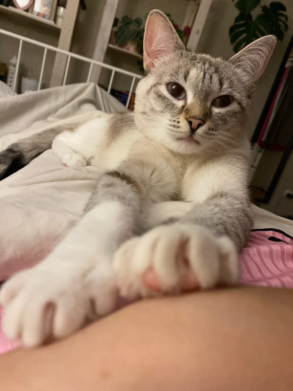 Tabby cat documented relaxing on pink bedding in Yekaterinburg