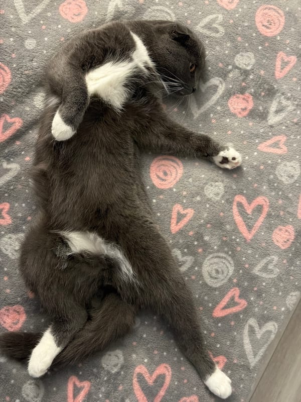 Cats lounging on a heart-print blanket in Chaikovsky, Russia