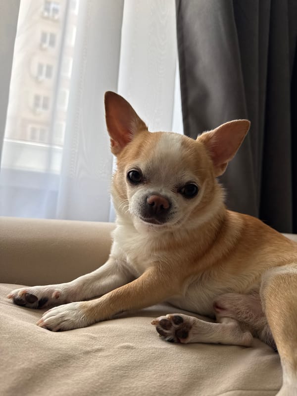 Chihuahua rests on furniture during quiet morning moments